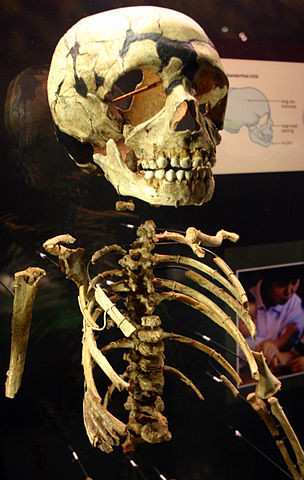 Neanderthal child wikipedia commons